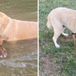 Dog Saves A Baby Deer From Drowning And Refuses To Move Away From Its Side