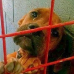 The Dog’s crying real tears as no potential adopter picks her