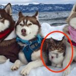 This Cat Was Raised As A Husky And Now Considers Herself A Big And Brave Dog!