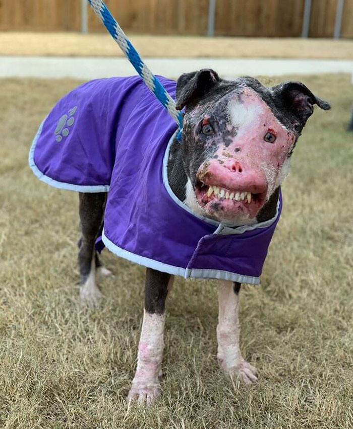 Rescue Workers Saved A Dog With A Disfigured Face And Now He Is On The